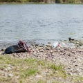 River pollution near the shore, garbage near the river, plastic food waste, contributing to pollution