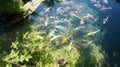 River pond decorative orange underwater fishes nishikigoi. Aquarium koi Asian Japanese wildlife colorful landscape