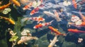 River pond decorative orange underwater fishes nishikigoi. Aquarium koi Asian Japanese wildlife colorful landscape