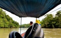 By the river in the rainforest