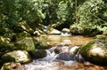 River, rainforest and trees on landscape with sunshine, growth and sustainability in summer with rocks. Water, leaves Royalty Free Stock Photo