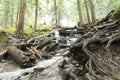 River In Rainforrest