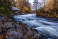 The river with rapids in the beautiful autumn forest in Oulanka National park, Finland Royalty Free Stock Photo