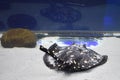 River ray, White-blotched river stingray. Black diamond stingray (Potamotrygon leopoldi) Royalty Free Stock Photo