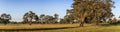 Panoramic view of the victorian countryside with beautiful red gum trees around Penhurst, Victoria, Australia,