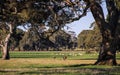 Kangaroos running among cows and red gum trees in the countryside around Penhurst, Victoria, Australia,