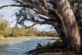 river red gum trees along side the River Murray  in the River Murray National Park Renmark South Australia on 22 June 2020 Royalty Free Stock Photo