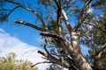 river red gum trees along side the River Murray  in the River Murray National Park Renmark South Australia on 22 June 2020 Royalty Free Stock Photo