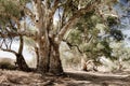 River Red gums (Eucalyptus camaldulensis) along the Heysen trail in the Flinders Ranges, South Australia Royalty Free Stock Photo