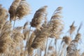 River reed against the blue sky