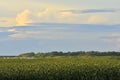 The river reed coast landscape