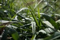 river reed with drops of dew