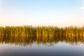 River with reed in Friesland, The Netherlands