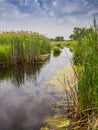 River and Reeds