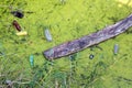 River with reeds and moss filled with polluting disposable plastic bottles. Royalty Free Stock Photo