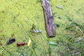 River with reeds and moss filled with polluting disposable plastic bottles. Royalty Free Stock Photo