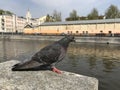 A curious pigeon sits on the stone fence of the embankment against the background of ancient Moscow buildings.