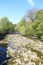 Spring On The Ribble Royalty Free Stock Photo