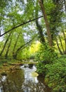 Gallery forest of Hueznar river in the Sierra Norte of Seville Natural Park, Spain