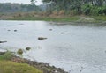 River between rock stones and grass Royalty Free Stock Photo