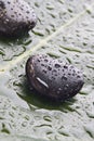 River rocks on a leaf Royalty Free Stock Photo