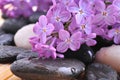 River rocks with lilac flower