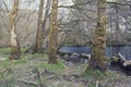 River Rothay at White Moss Walks, scenic forest recreational area in Lake District National Park in South Lakeland England, UK Royalty Free Stock Photo