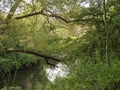 River Rother through trees Royalty Free Stock Photo