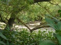 River Rother Treeton through trees Royalty Free Stock Photo