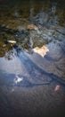 River running clear and slow as the fall leaves take a ride in the flow