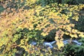 River that runs through a beech forest in autumn