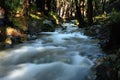 River Runs Through Forest in Limekiln State Forest Royalty Free Stock Photo