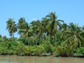 River scene with many palm trees in southern Vietnam