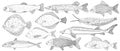 River and sea fish, set. Hand drawing of different fish. Vector illustration