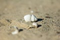 Shell. River seashell on the sand. Sandy yellow background