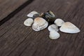 River seashells on a wooden background. Royalty Free Stock Photo