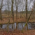 River through Pirita forest, Tallinn