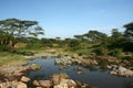 River - Serengeti Safari, Tanzania, Africa Royalty Free Stock Photo