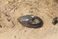 River shell shell clam in water close-up Royalty Free Stock Photo