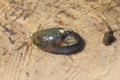 river shell shell clam in water close-up Royalty Free Stock Photo