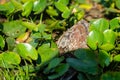 River shell among water lily leaves Royalty Free Stock Photo