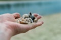 River shells and fine white river sand fall from a woman`s hand Royalty Free Stock Photo