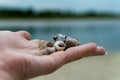 River shells and fine white river sand fall from a woman`s hand Royalty Free Stock Photo