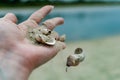 River shells and fine white river sand fall from a woman`s hand Royalty Free Stock Photo