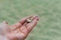 River shells and fine white river sand fall from a woman`s hand Royalty Free Stock Photo