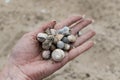 River shells and fine white river sand fall from a woman`s hand Royalty Free Stock Photo
