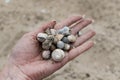 River shells and fine white river sand fall from a woman`s hand Royalty Free Stock Photo