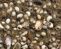 River shells and mussels on the wet sand