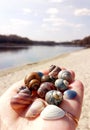River shells on the palm Royalty Free Stock Photo