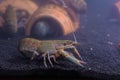 River Shrimp in Glass Cabinets.